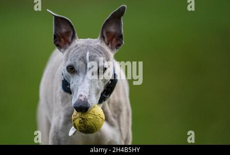 Cane da frusta che si esercita in un giardino con una palla di gomma. Foto Stock