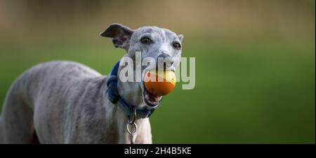 Cane da frusta che si esercita in un giardino con una palla di gomma. Foto Stock