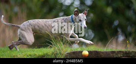 Cane da frusta che si esercita in un giardino con una palla di gomma. Foto Stock