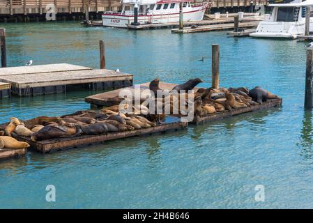 Leoni marini poggiati su una piattaforma al molo 39 a San Francisco, USA Foto Stock