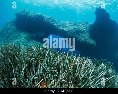 La Posidonia Oceanica, conosciuta anche come erba di Nettuno, è una macchia endemica del Mediterraneo. Si sbaglia comunemente con le alghe, ma in realtà è un Foto Stock