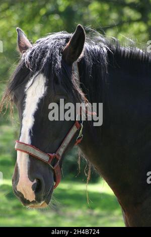 Black Shire Horse con un volto bianco Foto Stock