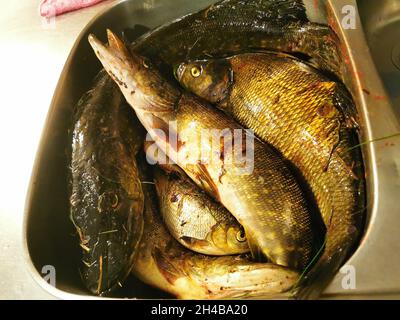 Pesci di fiume catturati in un lavandino d'argento. Foto Stock