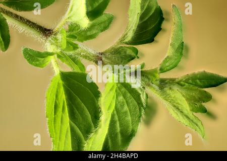 Vista macro di Mint nativi australiani (Mertha australis) stelo e foglie Foto Stock