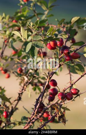 Nel tardo pomeriggio Sunshine sui fianchi della rosa rossa, il frutto della rosa canina (Rosa Canina), che cresce in un hedgerow in autunno Foto Stock