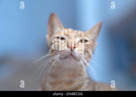 Bellissimo primo piano di un gatto che guarda la fotocamera; sfondo blu sfocato Foto Stock