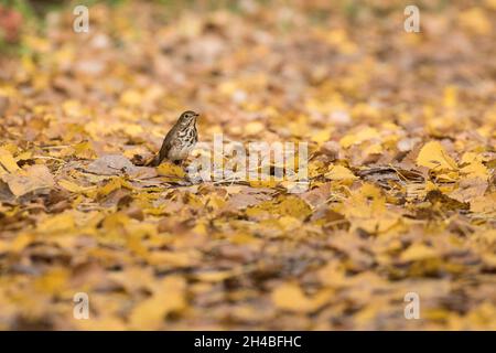 Hermit Thrush (Catharus guttatus) in autunno Foto Stock