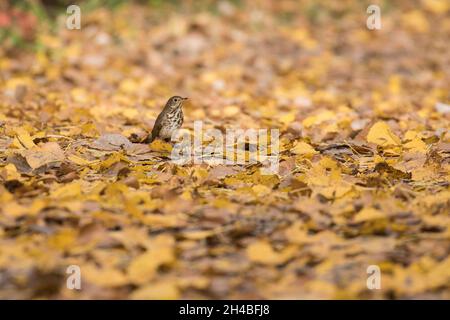 Hermit Thrush (Catharus guttatus) in autunno Foto Stock