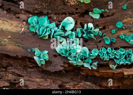 Coppa verde o la coppa verde di legno - Chlorociboria aeruginascens Foto Stock