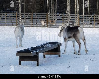 Renne sulla neve attaccate a un vagone pullman. Buon natale Foto Stock