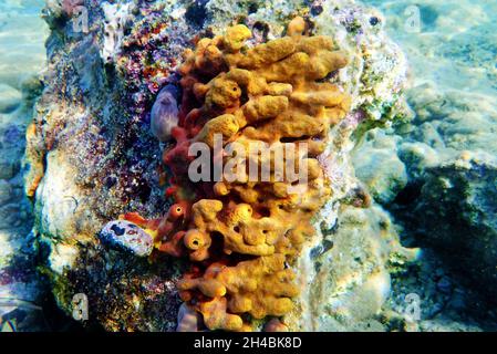 Spugna Mediterranea gialla a tubo - Aplysina aerophoba Foto Stock