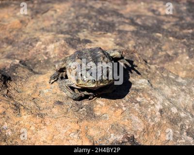 Cane toad essiccato (Bufo marinus) su roccia vicino a Lily Pools, Charnley River Station, West Kimberley. Foto Stock