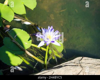 Blue Water Lily (Nymphaea violacea), Lily Pools, Charnley River Station, West Kimberley Foto Stock