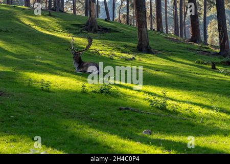 Cervi con grandi corna che giacciono nella foresta. Lussureggiante erba verde nella foresta. Foto Stock