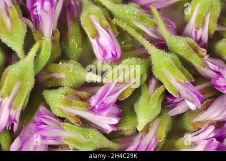 Vista macro di piante di ghiaccio di Rosea (Drosanthemum floribundum) gemme Foto Stock