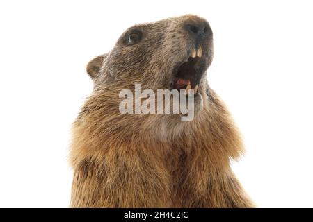 marmotta farcita con bocca aperta isolata su sfondo bianco Foto Stock