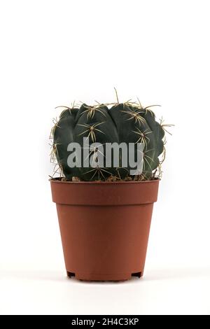 piccolo ferocactus in vaso di plastica su sfondo bianco Foto Stock