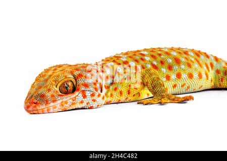 Metà del corpo di un gecko visto dal lato, isolato su sfondo bianco Foto Stock