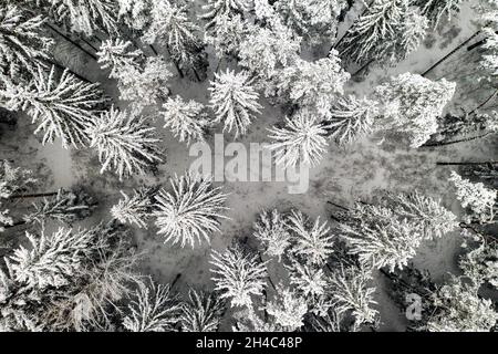 Vista dall'alto della foresta invernale con alberi innevati in inverno Foto Stock