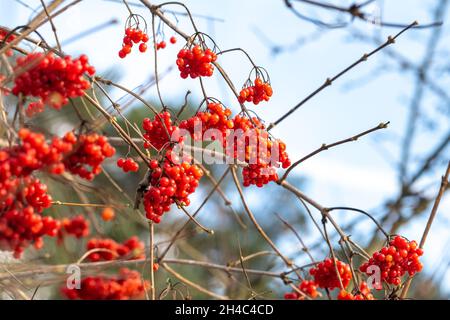 Bacche rosse glassate di rosa guelder. Hoarfrost su grappoli e rami di Viburnum nella fredda giornata invernale. Foto Stock