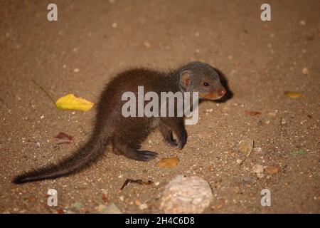 Zebramanguste / Banded Mongoose / Mungos mungo Foto Stock