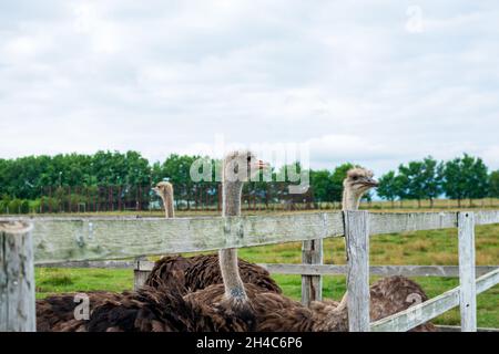 Gruppo di struzzi comuni su una fattoria Foto Stock