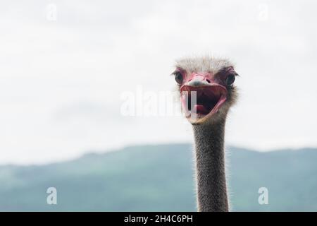 Rarrabbiato Ostrich primo piano ritratto, primo piano struzzo testa Foto Stock