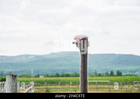 Struzzo testa primo piano su una fattoria Foto Stock