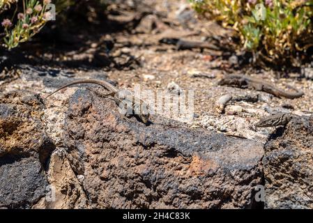 Lizards Tenerife, Gallotia galoti, specie di lacertide o lizard parete endemica delle Isole Canarie occidentali Foto Stock