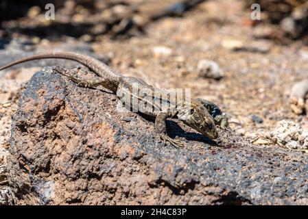 Adulto maschio Tenerife Lizard, Gallotia galoti, specie di lacertide o lizard parete endemica delle Isole Canarie occidentali Foto Stock