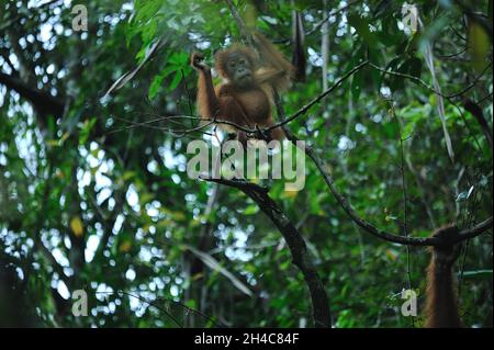 Attività selvatiche dell'orangutano Sumatran (Pongo abelii) viste all'interno della zona cuscinetto del Parco Nazionale dei Leuser di Gunung a Sungai Landak, Bahorok, Sumatra settentrionale, Indonesia il 31 ottobre 2021. La nuova ricerca di un team internazionale di scienziati, guidata dalla Washington University School of Medicine di St. Louis, ha decodificato, o sequenziato, il DNA di un orangutano Sumatran che dimostra che gli orangutani Sumatran e Bornean divergono circa 400,000 anni fa. Le stime precedenti avevano messo la divisione a circa 1 milione di anni fa. Oggi, solo circa 50,000 orangutani borneani e 7,000 Sumatran vivono ancora nella natura selvaggia. Connes Foto Stock