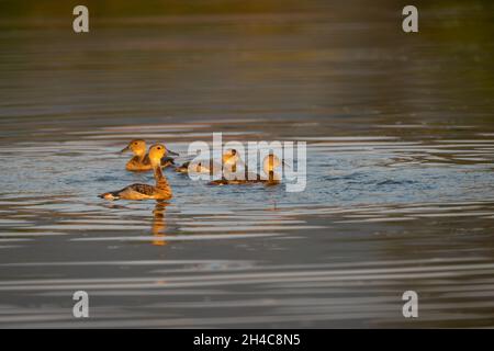 Piccolo gregge di anatra fischiante di uccelli che galleggiano in acqua al parco nazionale ranthambore rajasthan india - Dendrocygna javanica Foto Stock