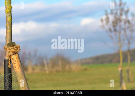 Allacciare un albero giovane su un prato di frutta sparso giovane di fronte al cielo blu in Baviera in Germania Foto Stock