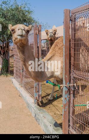 Gabbie di cammello al mercato degli animali di al Ain, Emirati Arabi Uniti Foto Stock