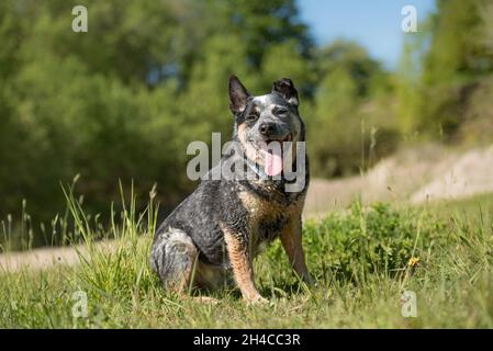 Il vecchio cane bestiame australiano amichevole è seduto un prato. Foto Stock
