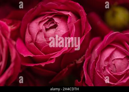 Primo piano di rose rosa in bouquet. Foto Stock
