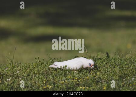 Corella bianca pascolo su erba verde Foto Stock