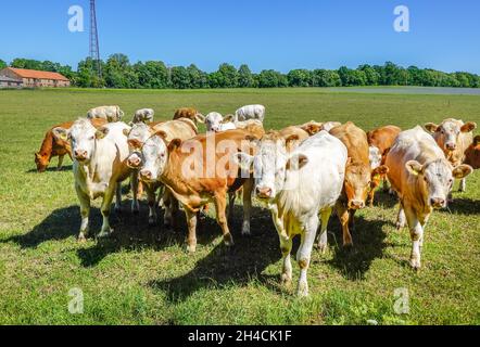 Kühe auf der Weide, Kremmen, Brandeburgo, Germania Foto Stock