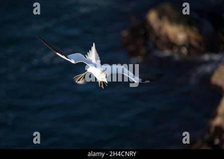 Northern gannet (Morus fagannanus), Troup Head, Scozia Foto Stock