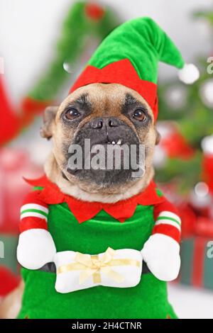 Ritratto di cane Bulldog francese con costume di elfo di Natale Foto Stock