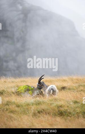 Giovane capra gallese di montagna che vagano selvaggio & pascolo in un nebbiosa, autunnale Snowdonia National Park, Galles del Nord, Regno Unito. Foto Stock