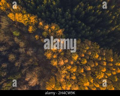 Foresta di larice in autunno. Vista dall'alto verso il basso dell'antenna Foto Stock