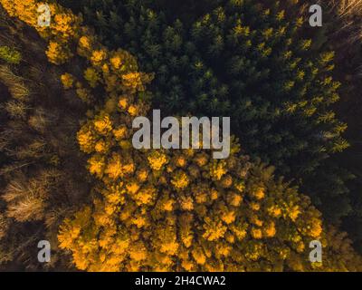 Foresta di larice in autunno. Vista dall'alto verso il basso dell'antenna Foto Stock