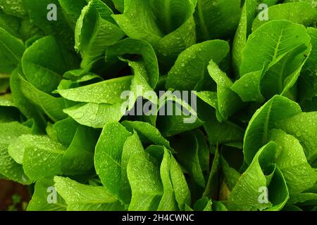 La pioggia cade sulla lattuga Foto Stock