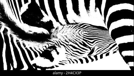 Primo piano di un vitello Zebra che beve dalla madre Foto Stock