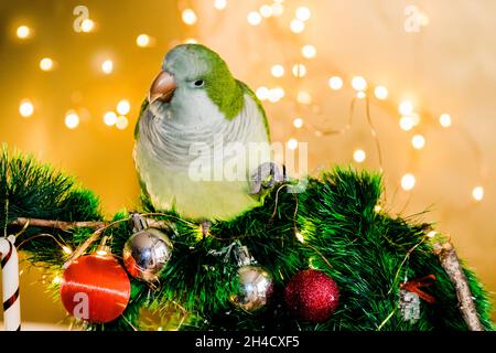 Pappagallo verde si siede nelle decorazioni di Capodanno. Anno nuovo, 2022. Foto Stock