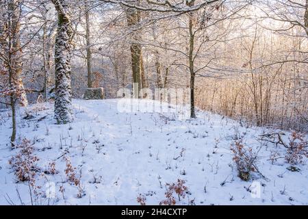 Il sole splende attraverso la foresta ghiacciata Foto Stock