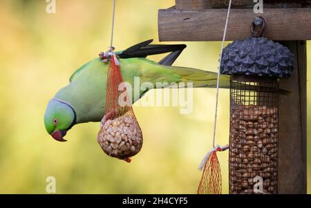 Un adulto maschio parakeet rosa-ringed o ad anello-neck parakeet (Psittacula krameri) mangiare di un sacchetto di arachidi in una stazione di alimentazione degli uccelli. Foto Stock