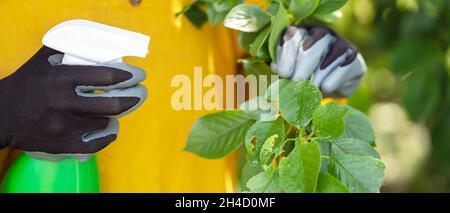 Una mano guanto tratta le foglie con pesticidi per curare la malattia Foto Stock