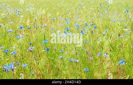 Campo di raccolto con fiori di mais blu selvatico, sfondo naturale, fuoco selettivo. Foto Stock
